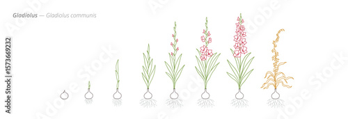 Gladiolus communis Growth Cycle Vector for growth management