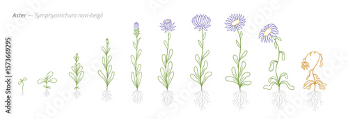 Aster Growth Stages Vector Illustration for growth management