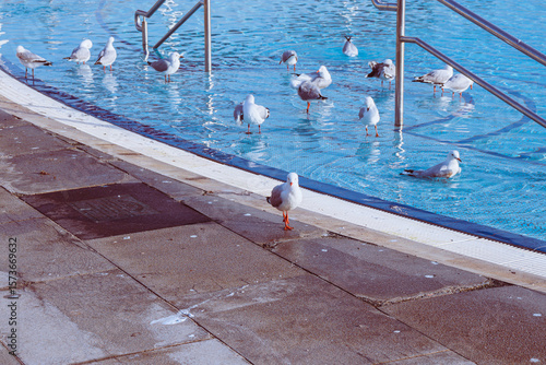 Ταπετσαρία seagulls in beachfront swimming pool