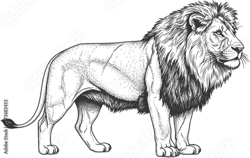 A detailed black and white line art illustration of a majestic male lion standing proudly in profile view.