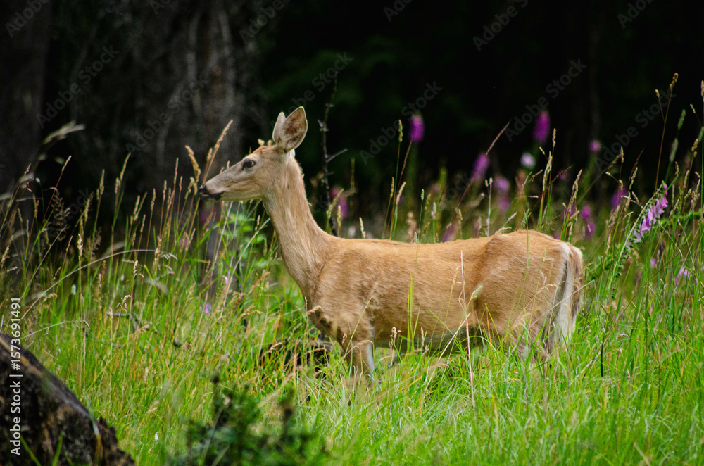 Obraz premium Wild Deer in Lush Green Meadow with Purple Wildflowers Nature Wildlife Photography