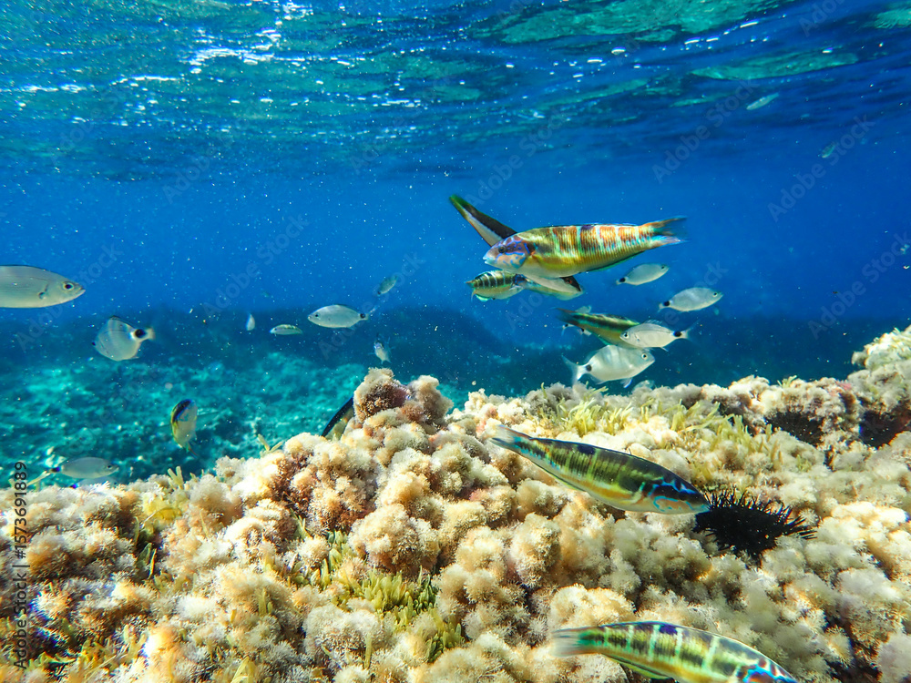 Fototapeta premium Dark blue ocean surface seen from underwater. Abstract waves underwater and rays of sunlight shining through, Sun light rays undersea deep, Underwater background with sea bottom, Mediterranean sea.