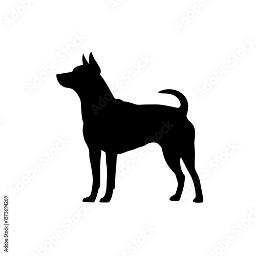 Silhouette of a basenji dog standing in profile with pointy ears and a curled tail shown clearly here