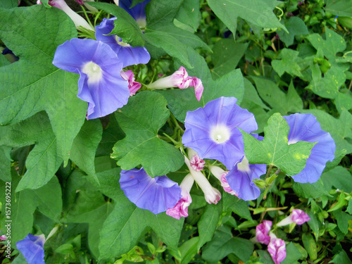Photos of blooming light blue-purple morning glory flowers and wilted reddish-purple morning glory flowers