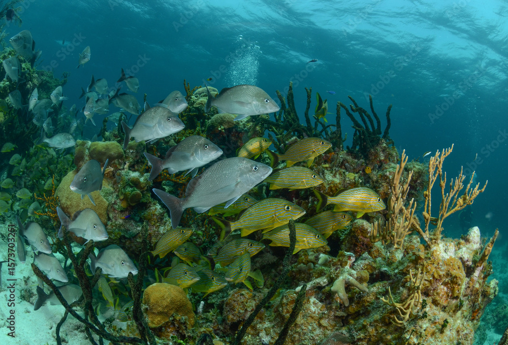 Obraz premium Peces en arrecife de coral