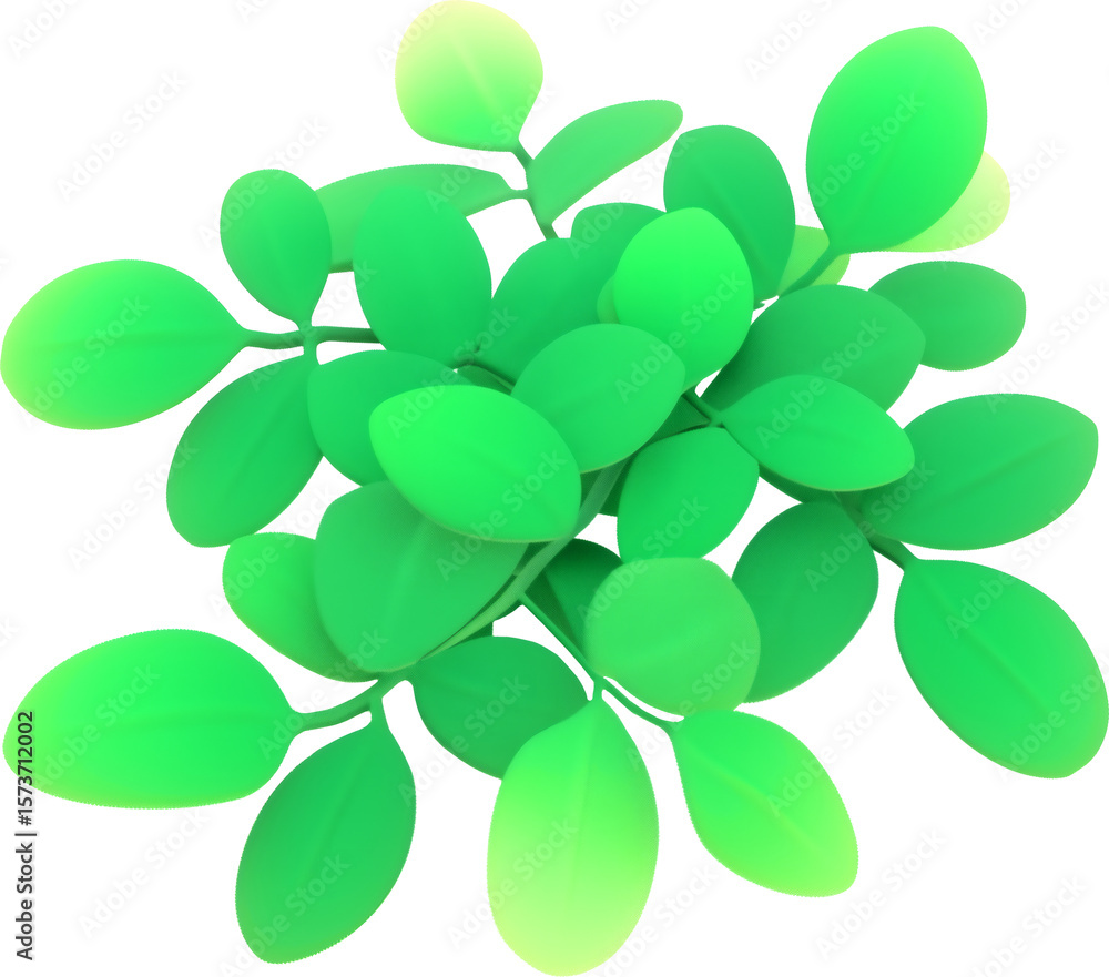Obraz premium Moringa