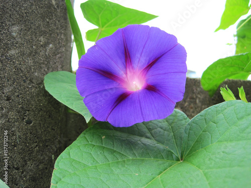 Deep purple morning glory flowers