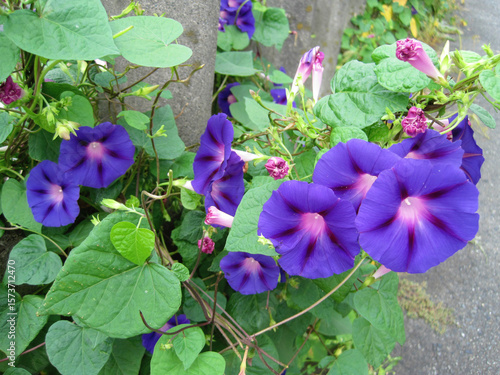 Deep purple morning glory flowers