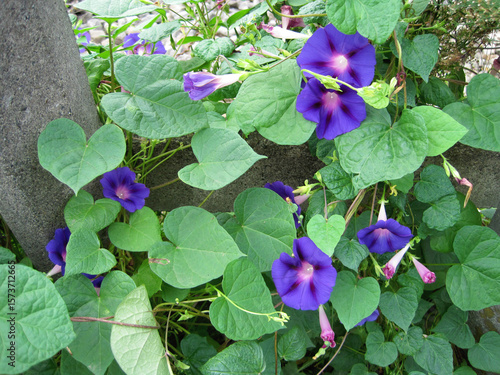 Deep purple morning glory flowers