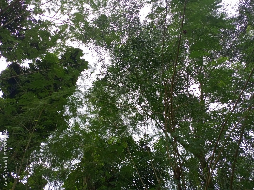 Fototapeta premium Intricate Green Canopy with Subtle Question Mark Shape