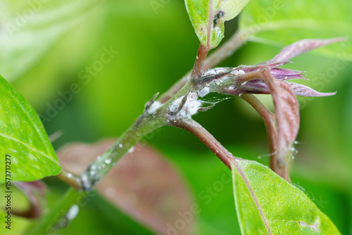 Slow destruction of vegetation as mealy bugs drain life force, curling leaves and wilting stems signaling advanced damage. Infestation spread risk, eradication efforts, plant survival danger