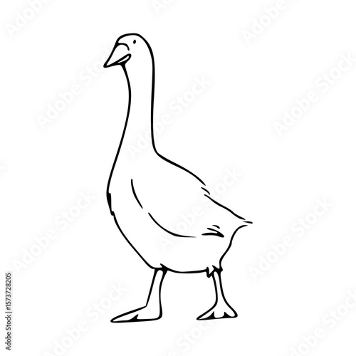 waterfowl bird goose sketch