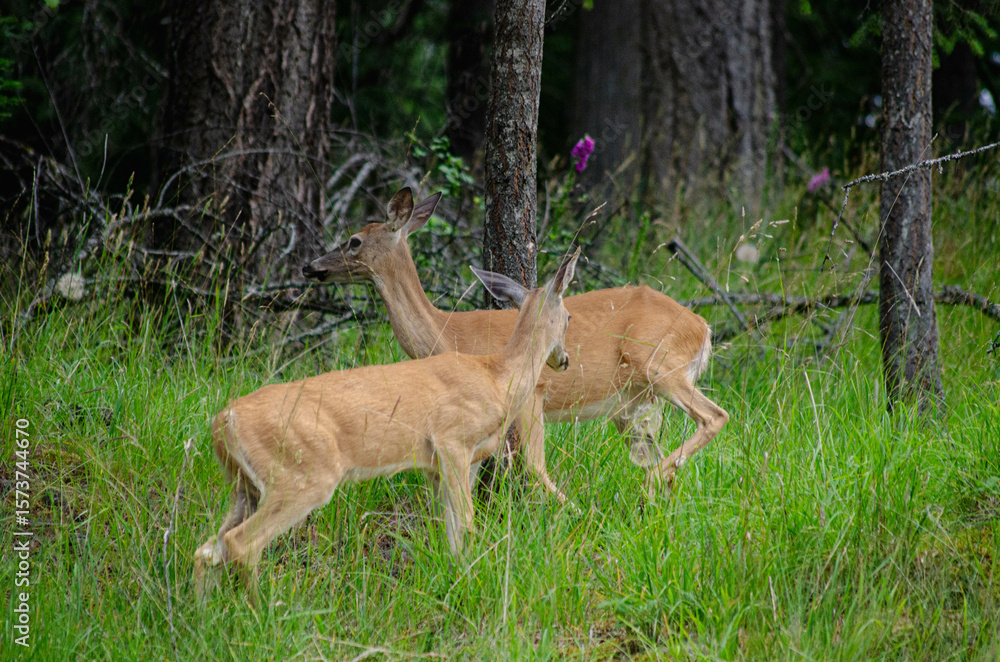 Obraz premium Affectionate Deer Pair in Lush Woodland Setting