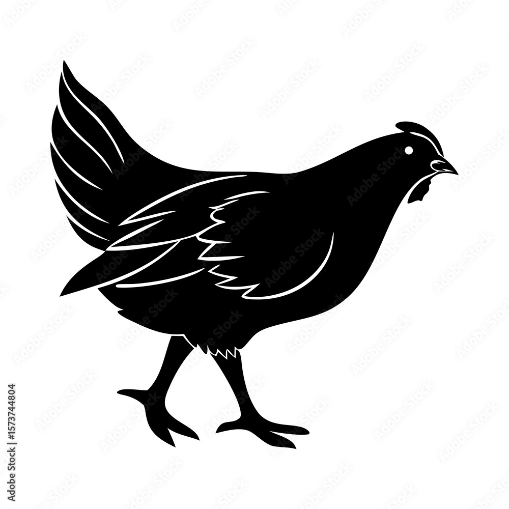 Fototapeta premium Black silhouette of a hen walking with detailed feathers and white outline