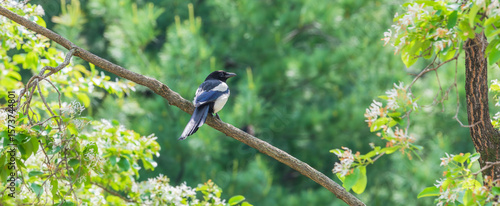 An Oriental magpie perched gracefully on a tree branch. warm sunshine - Pica serica, Korean magpie, Asian magpie