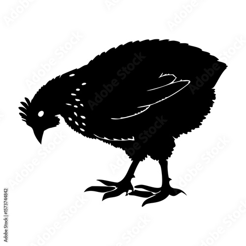 Black silhouette of a young chicken pecking at the ground on a white background