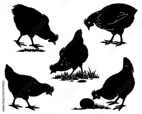 Collection of black chicken silhouettes foraging for food and near an egg