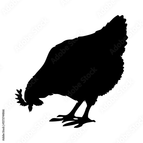 Black silhouette of a chicken pecking the ground on a white background