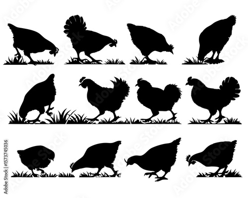 Black silhouette of a chicken pecking for food in the grass