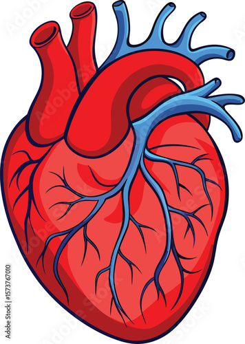 Wallpaper Mural human heart anatomy silhouette Torontodigital.ca