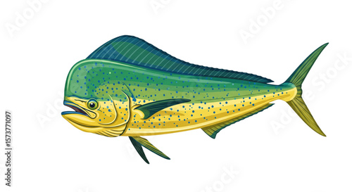 Mahi-Mahi Vector Illustration for Seafood & Fishing