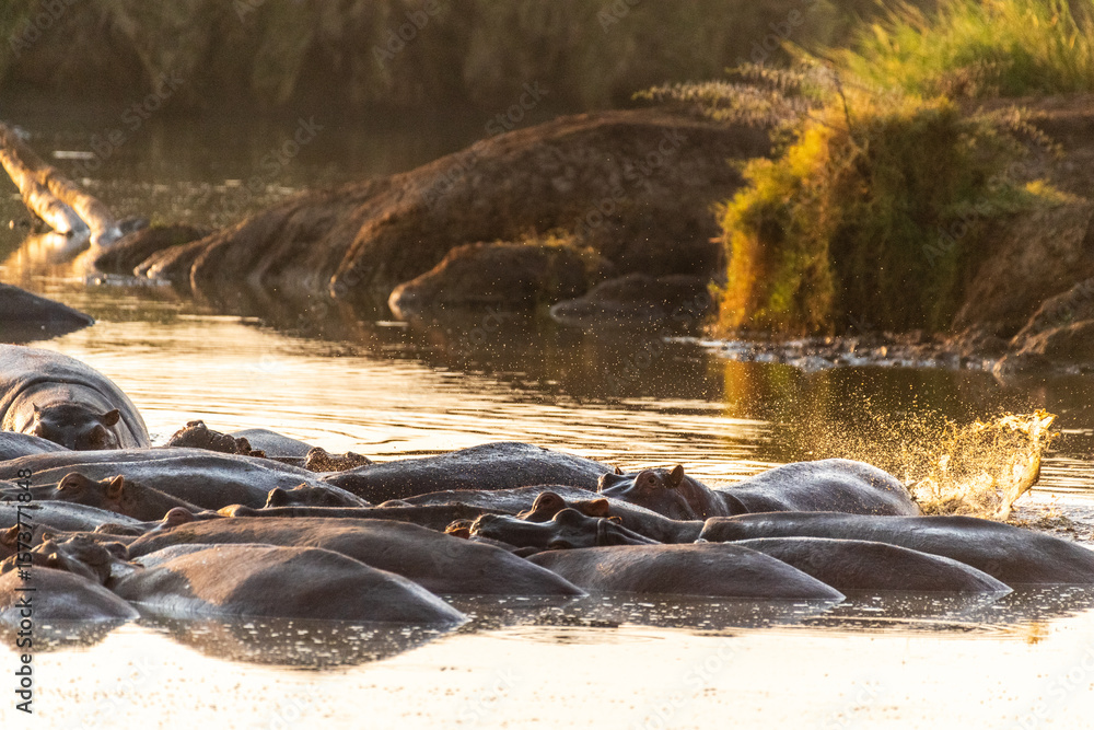 Fototapeta premium Telephoto of a hippopotamus, Hippopotamus amphibius, floating partially submerged in a hippo pool in the Serengeti National Park, Tanzania