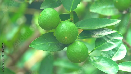 Wallpaper Mural The lime is affected by a disease, which causes the skin of the fruit to look unattractive  Torontodigital.ca