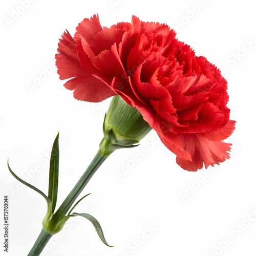 Vibrant red carnation flower isolated on white background.