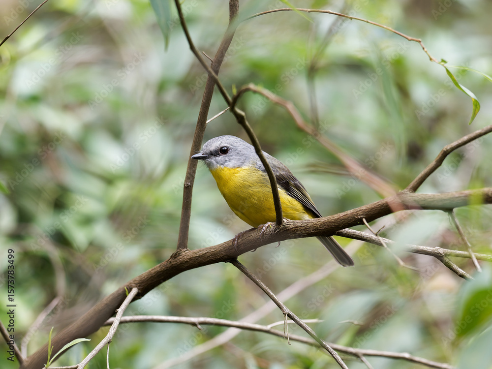 Naklejka premium Eastern Yellow Robin (Eopsaltria australis) perched on a branch with green bokeh background