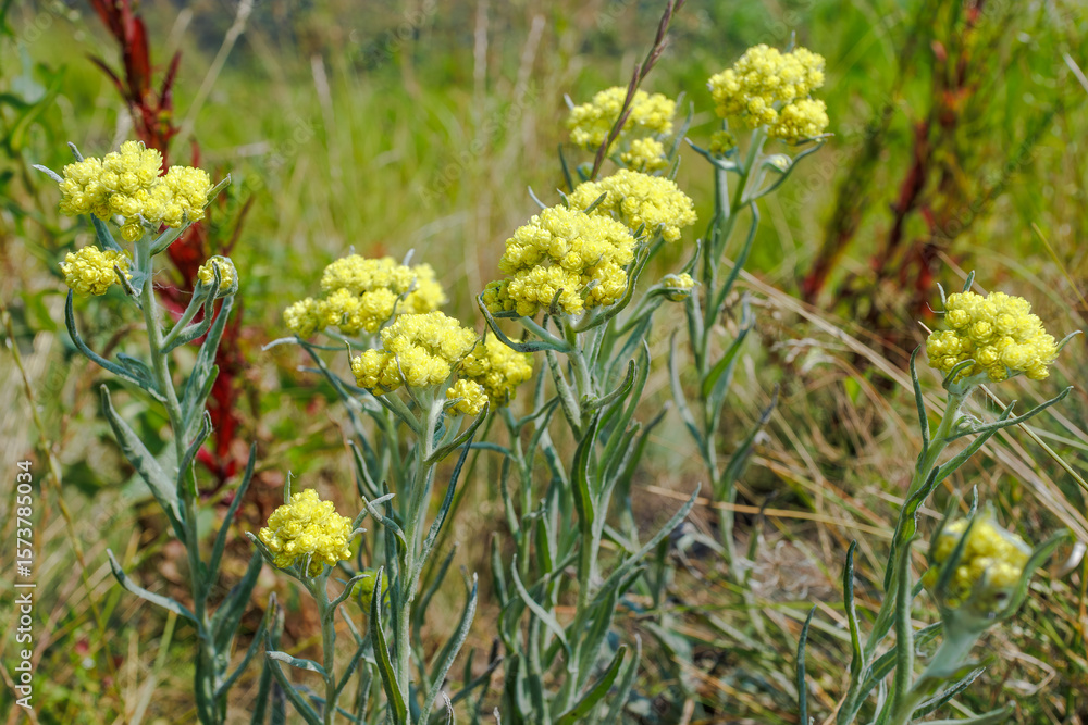 Helichrysum arenarium growing in dry grassland Helichrysum arenarium growing in dry grassland