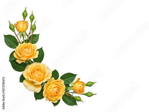 Beautiful yellow roses and buds arranged in a corner border isolated on transparent background