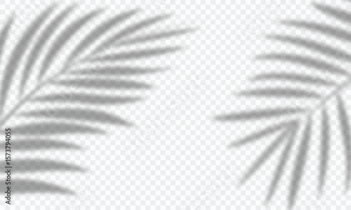 silhouette of palm leaf shadow overlay isolated on transparent a background