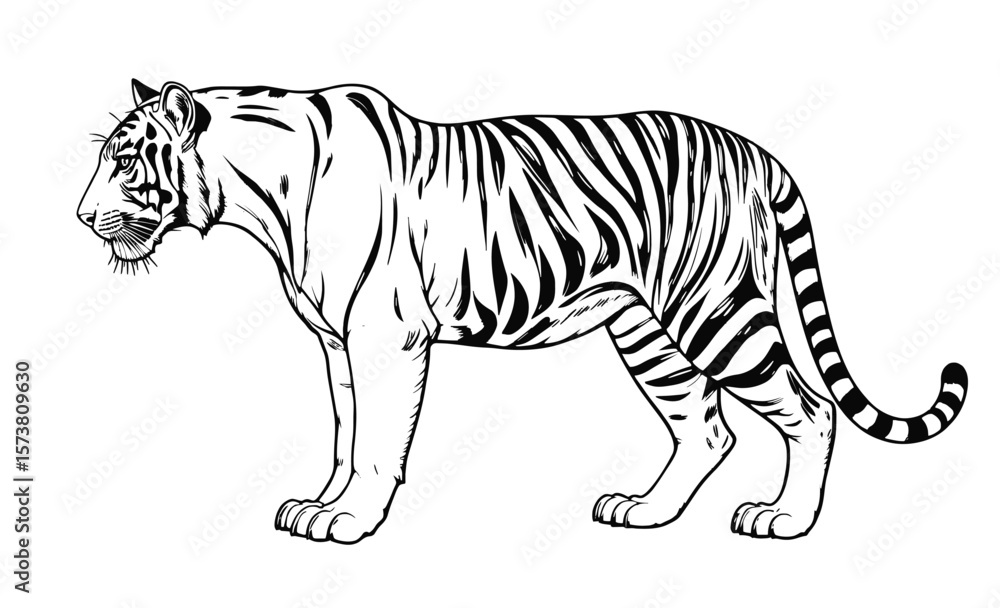 Fototapeta premium Tiger Line Art Vector – Clean Full Body Outline Drawing