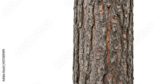 Isolated Background Detailed Tree Bark Close Up Natural Pattern
