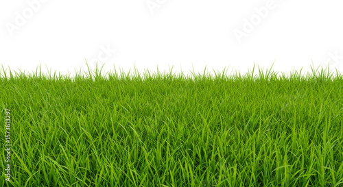 Isolated Background of Green Grass Field Lawn with a Transparent View