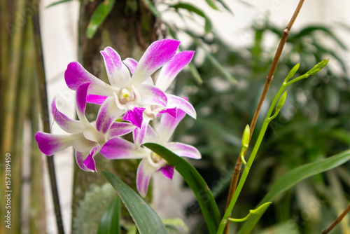 Dendrobium Caesar is a hybrid orchid with magenta purple and white flowers. Registered parents are Dendrobium striaenopsis (syn Dendrobium bigibbum var. schroederianum) × Dendrobium stratiotes