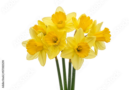 Wallpaper Mural Isolated Close Up Bouquet of Yellow Daffodil Flower on Transparent Background Torontodigital.ca