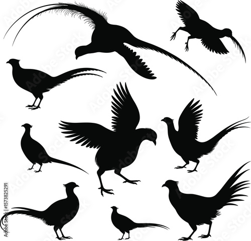 Pheasant bird silhouette collection, flying and standing positions, elegant tail feathers, nature wildlife design, cad drawing, flat vector illustration


