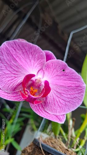 Wallpaper Mural pink orchid in a hanging pot Torontodigital.ca