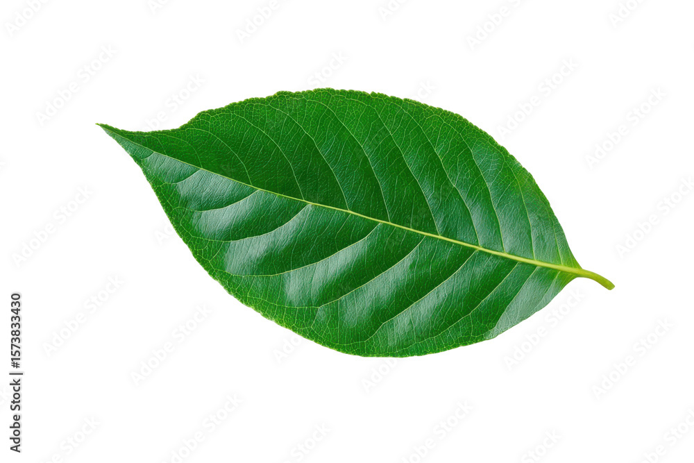 Obraz premium Vibrant Leaf Detail: A singular, verdant leaf, freshly rendered, showcases detailed veins and a striking, vivid green hue, exemplifying the natural elegance of botanical forms.