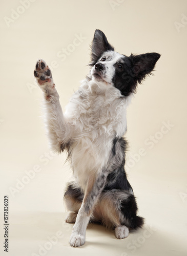 A black and white border collie sits on a beige background, raising one paw as if waving. The dog's fur is well-groomed, making it look stylish.