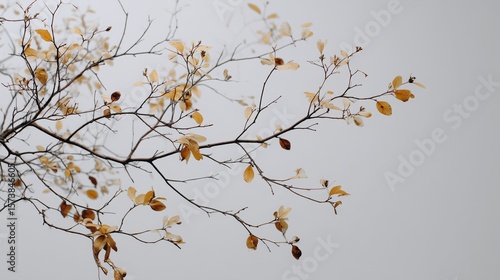 Delicate Branches Adorned with Last Golden Leaves