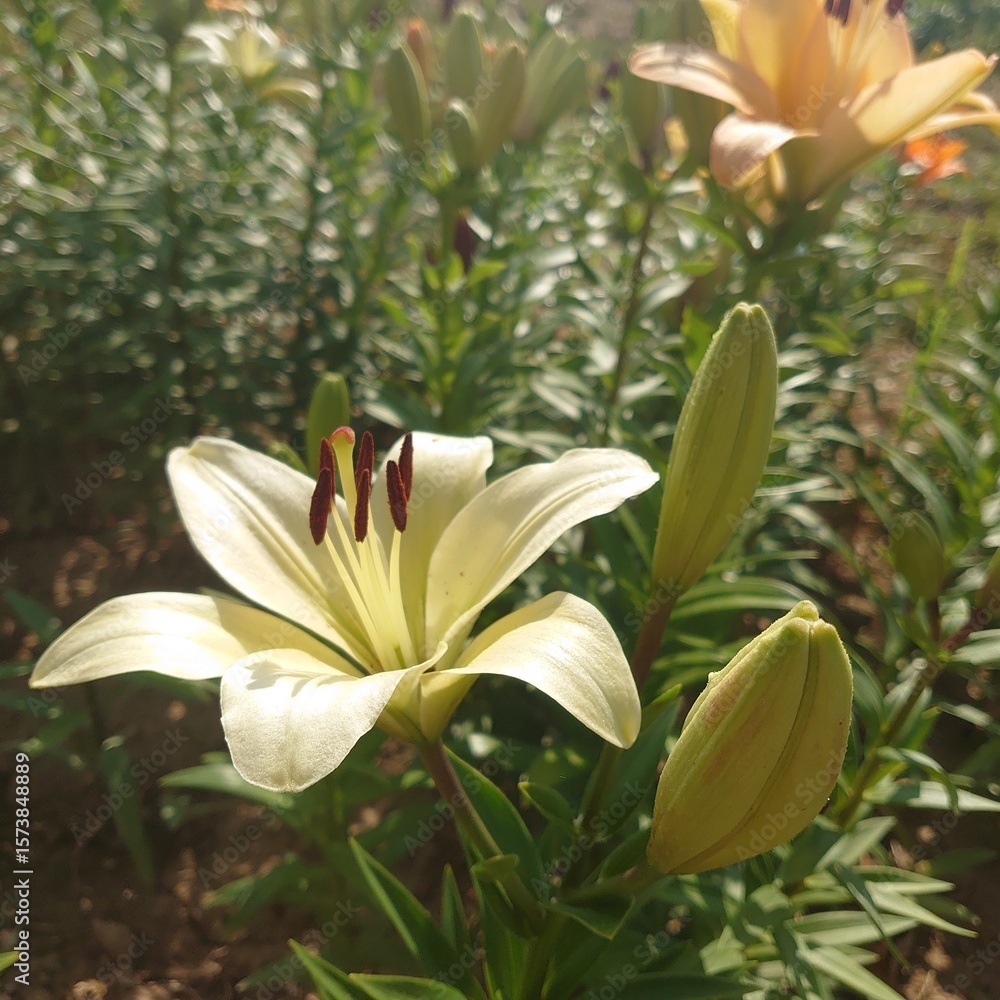 Obraz premium yellow lily flower