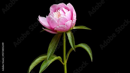 Timelapse of Close up of a peony flower blossom on black background for floral designs and spring flower art projects