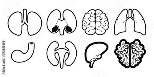 Set of 8 human organ illustrations vector