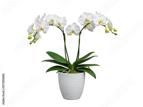 Wallpaper Mural Elegant white phalaenopsis orchid plant with green leaves in a white pot isolated on transparent background Torontodigital.ca