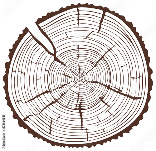 Detailed Cross Section of a Tree Trunk with Visible Annual Rings and Radial Cracks