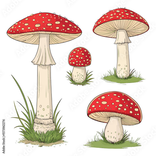 A collection of red and white spotted toadstools isolated on white background