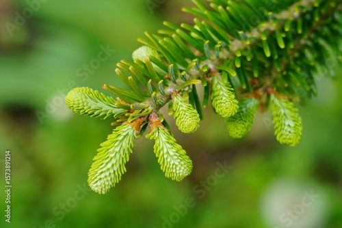 モミの木の若葉ー５月