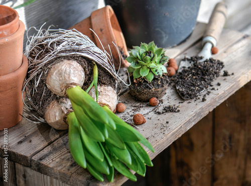 hyacinth flower lying on a  gardening table for potted with shovel dirty  on ...